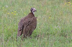 Hooded Vulture